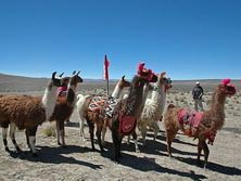 Südamerika, Peru: Geschmückte Lamas