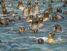 Sdamerika, Peru: Islas Ballestas